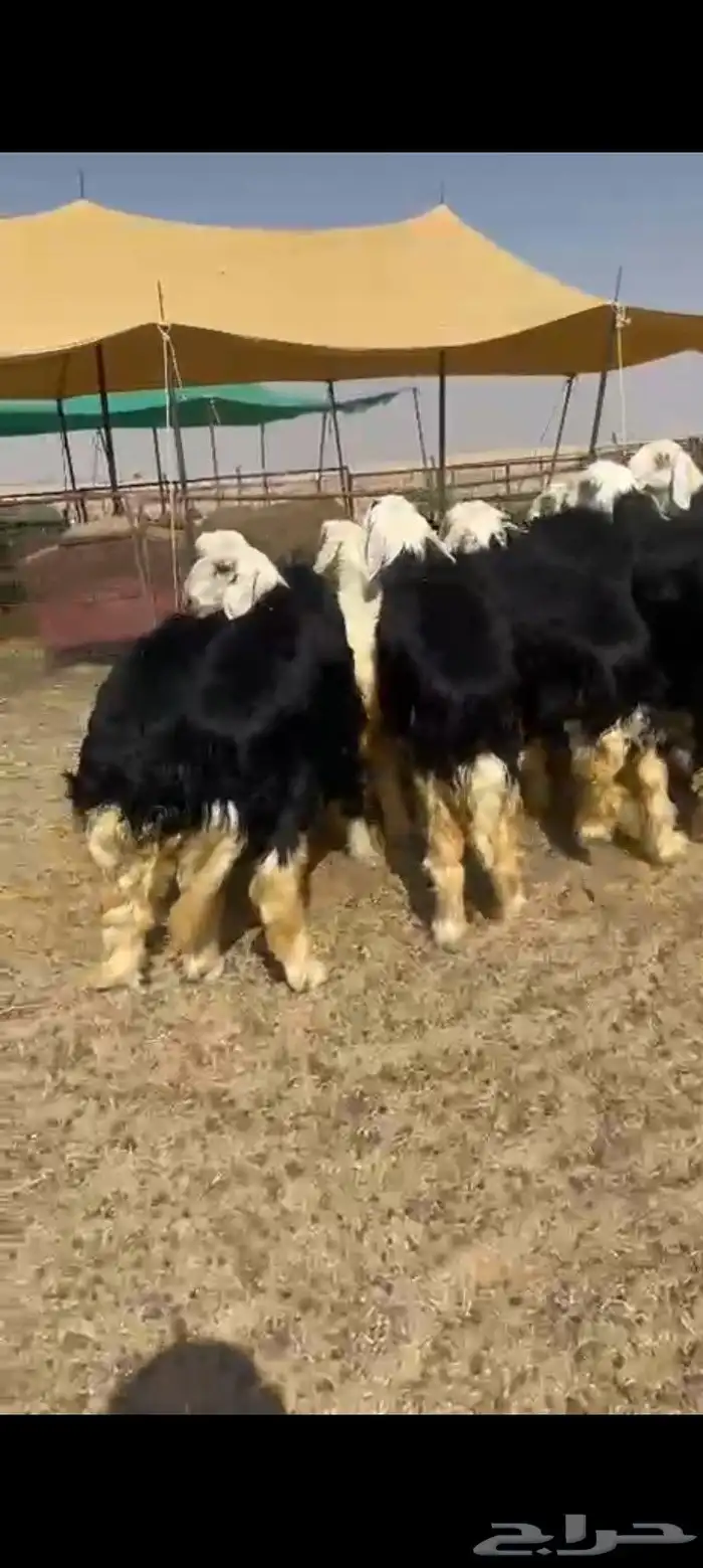 رخال نجد درجه اولى شعره وطرف صنف مقنوي 2