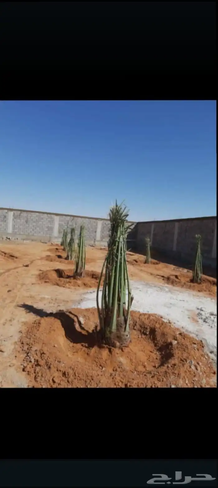 يتوفر لدينا نخيل للبيع نخيل طيب وأحجام بالغه وكبيره 6