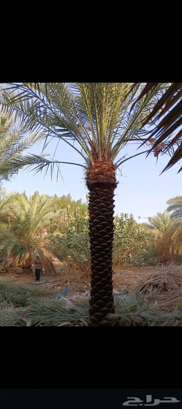 السلام عليكم لدينا جميع انواع النخيل العربي والمثمر والزينه 8
