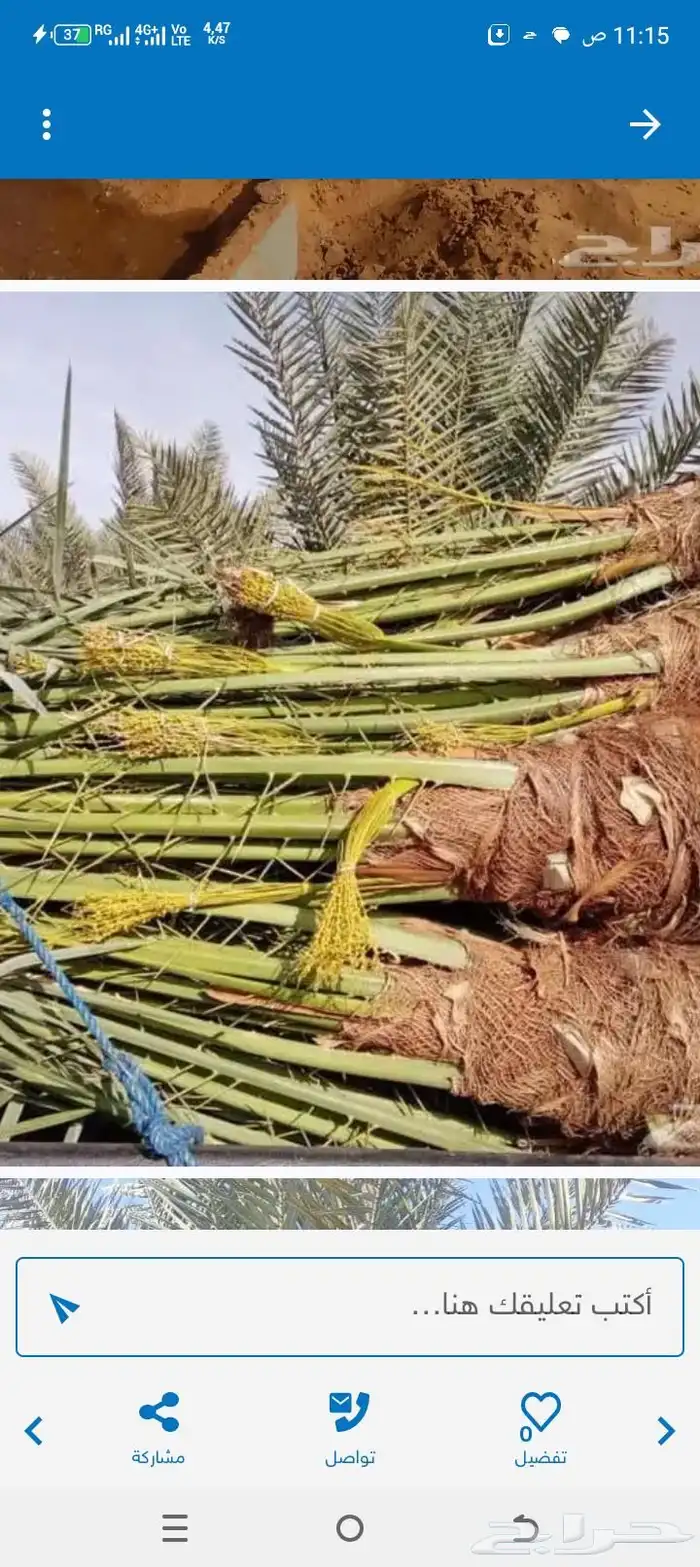 يوجد الدينا نخل مثمر جميع المقاسات متوافره 1