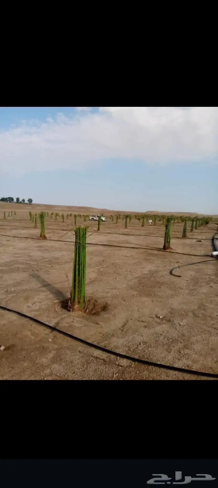 يتوفر لدينا نخيل للبيع نخيل طيب وأحجام بالغه وكبيره 5