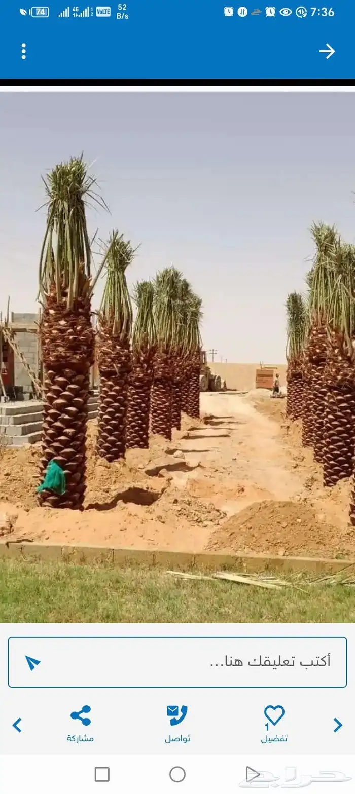 توريد نخيل بجميع انواعه 9