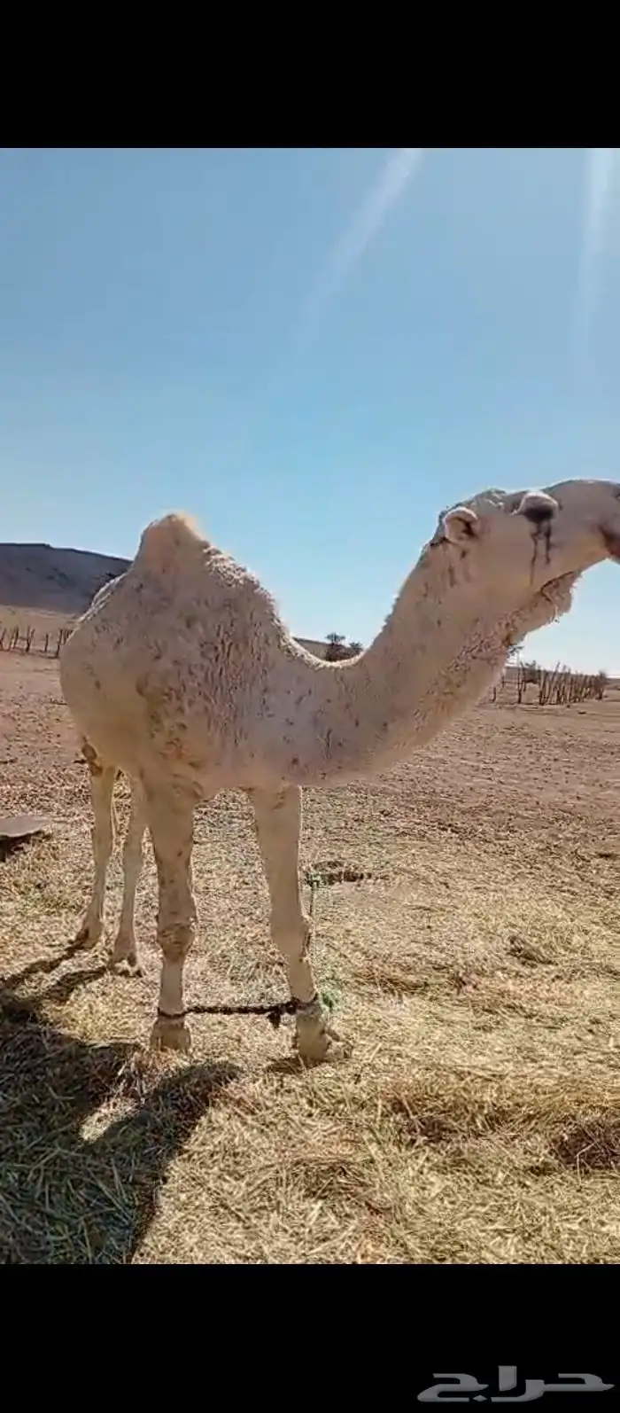 جمل اوضح للبيع انتاجه طيب 2