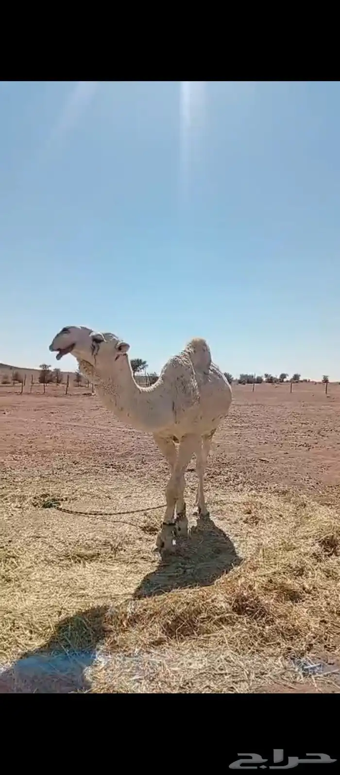 جمل اوضح للبيع انتاجه طيب 0