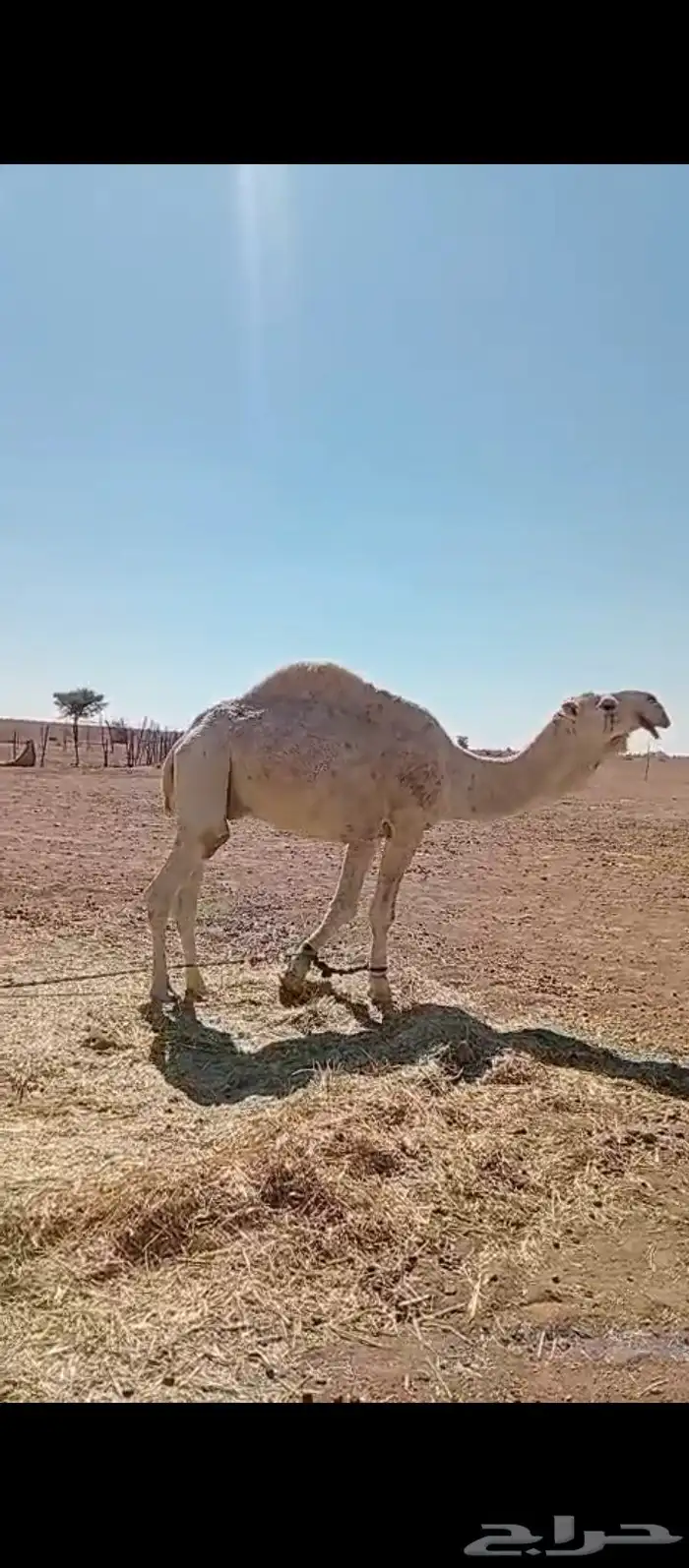 جمل اوضح للبيع انتاجه طيب 1