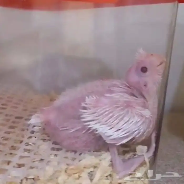 متوفر فروخ كروان غر البينو وهولندي العدد وذكر هولندي 1