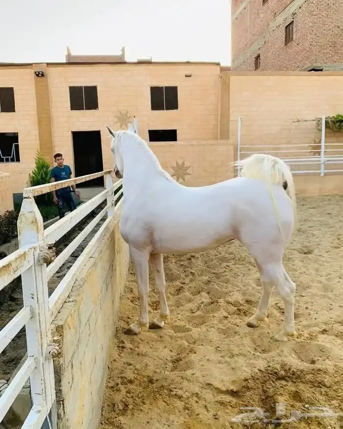 مشروع دواجن 1