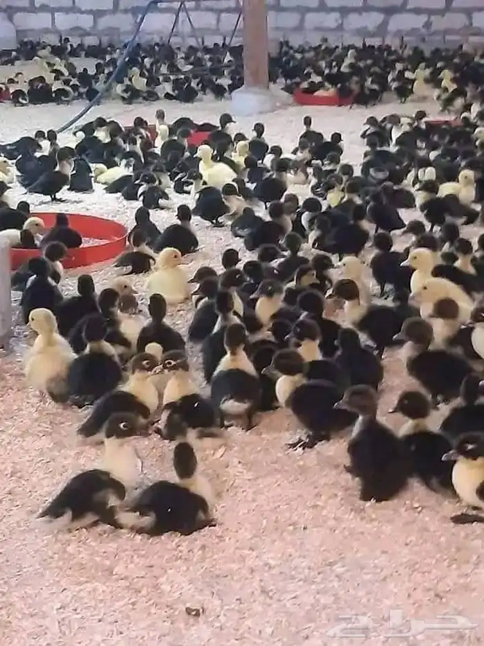 مشروع دواجن 0