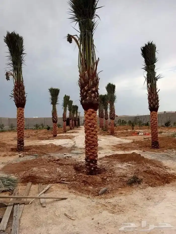 توريد نخيل بجميع انواعه 5