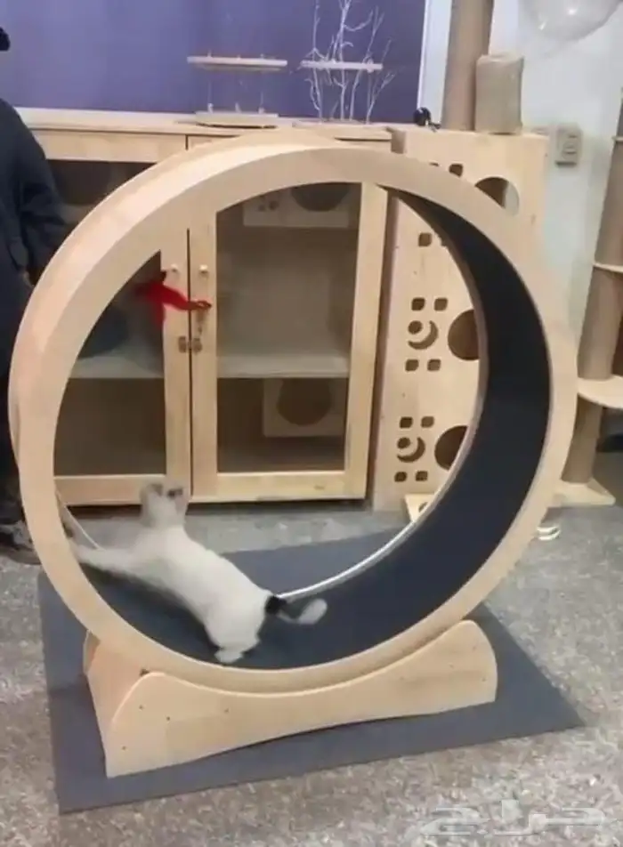 عجلة سير قطط 1