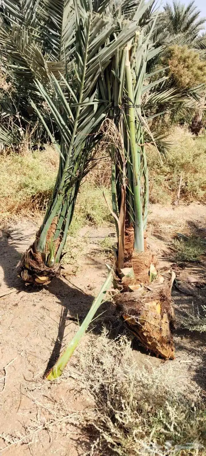 مزرعه اشجار جهنميه جميع المقاسات الكميات جمله وتجزيه توصيل 6