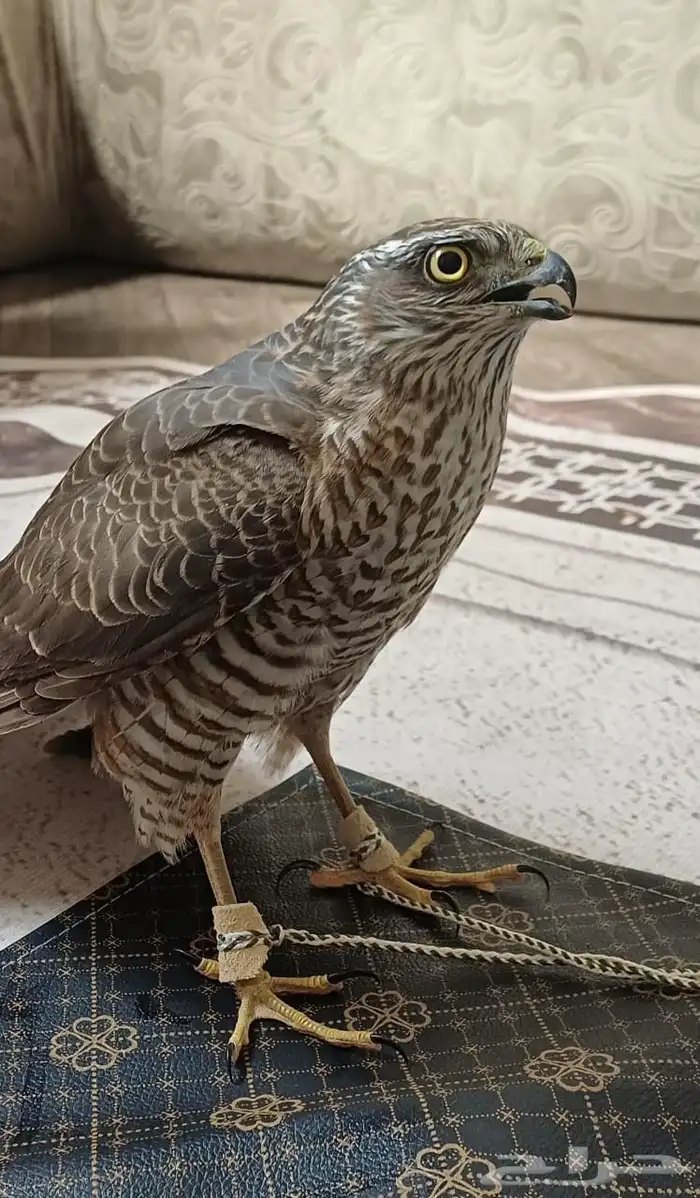 باز للبيع 1000 2