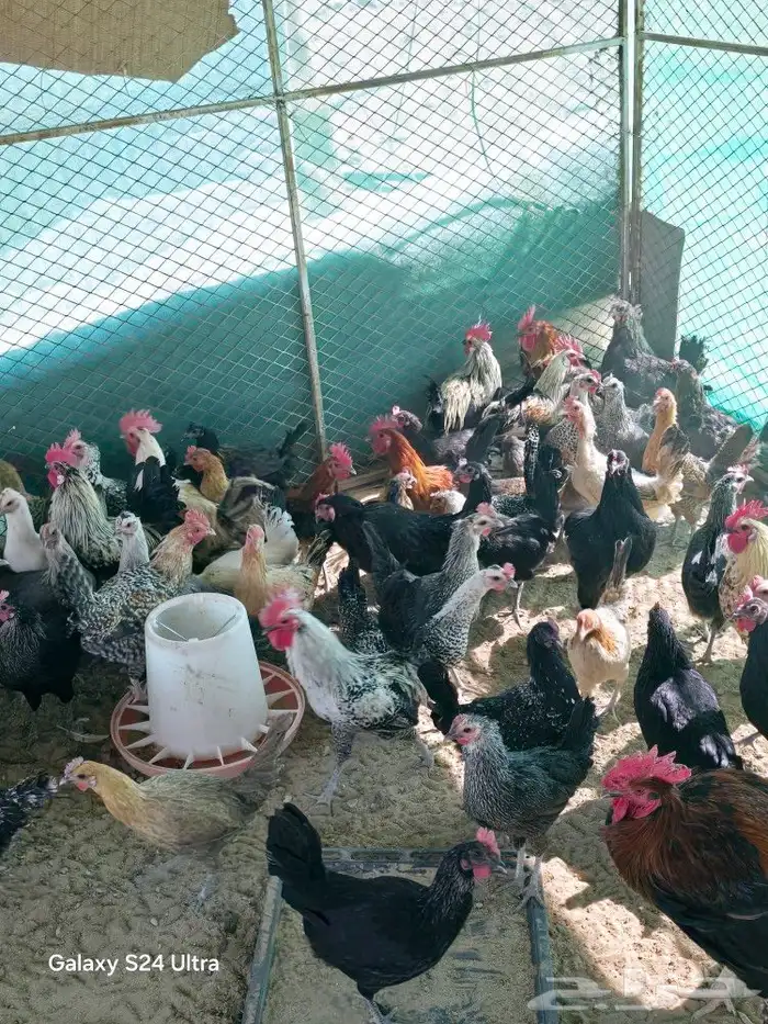 عدة عروض للبيع ببيشة دجاج وغيرة 3