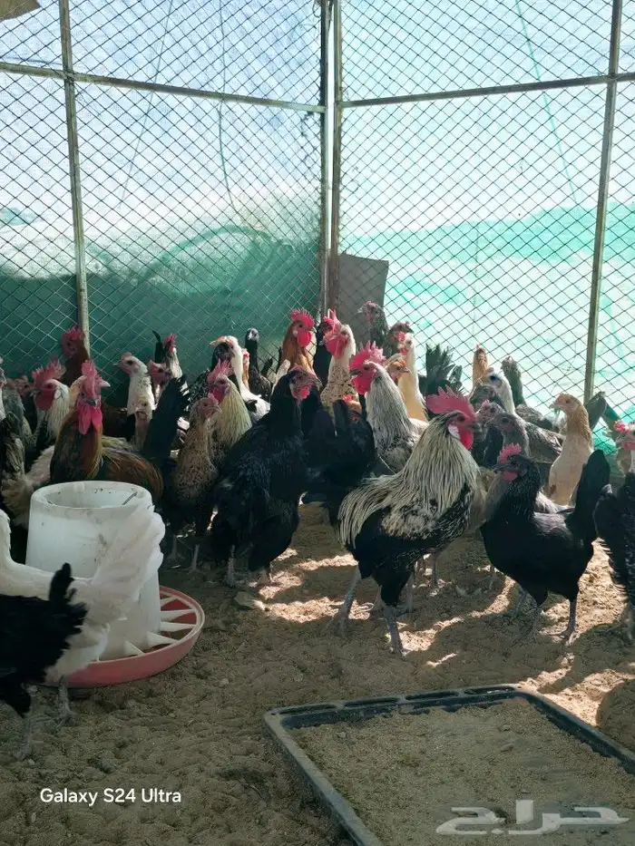 عدة عروض للبيع ببيشة دجاج وغيرة 2