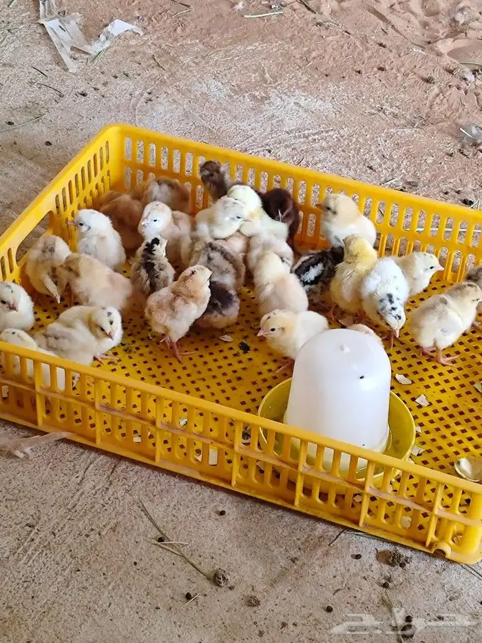 دواجن كتاكيت ورومي 0