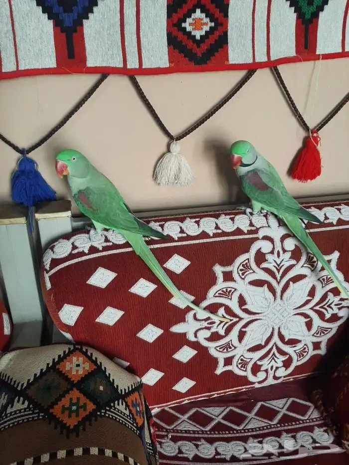 زوج دوره نيبالي 8