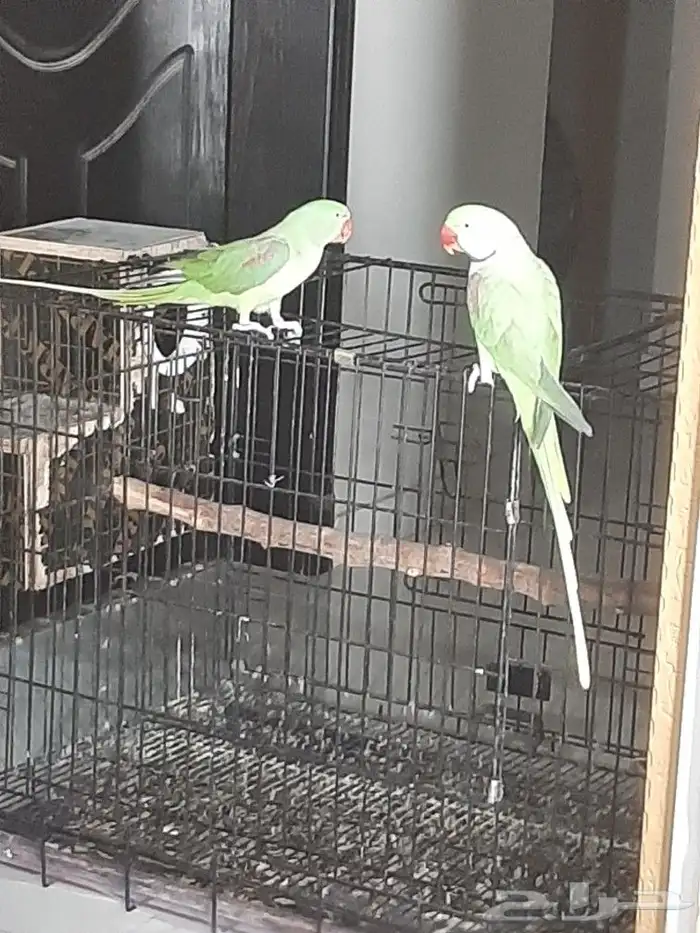 زوج دوره نيبالي 9