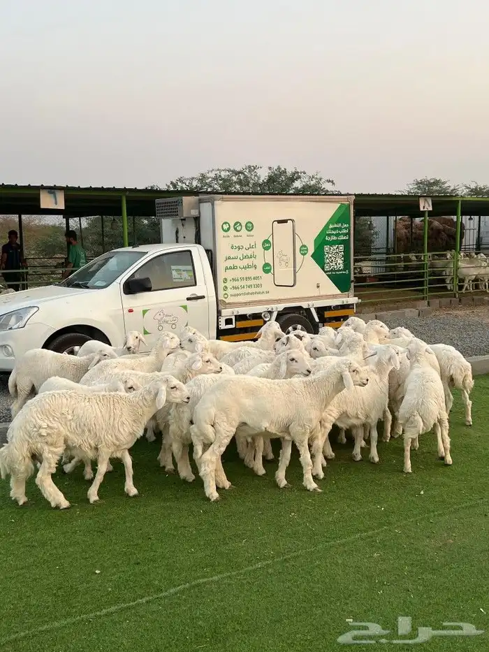 ذبائح حري جبر 0