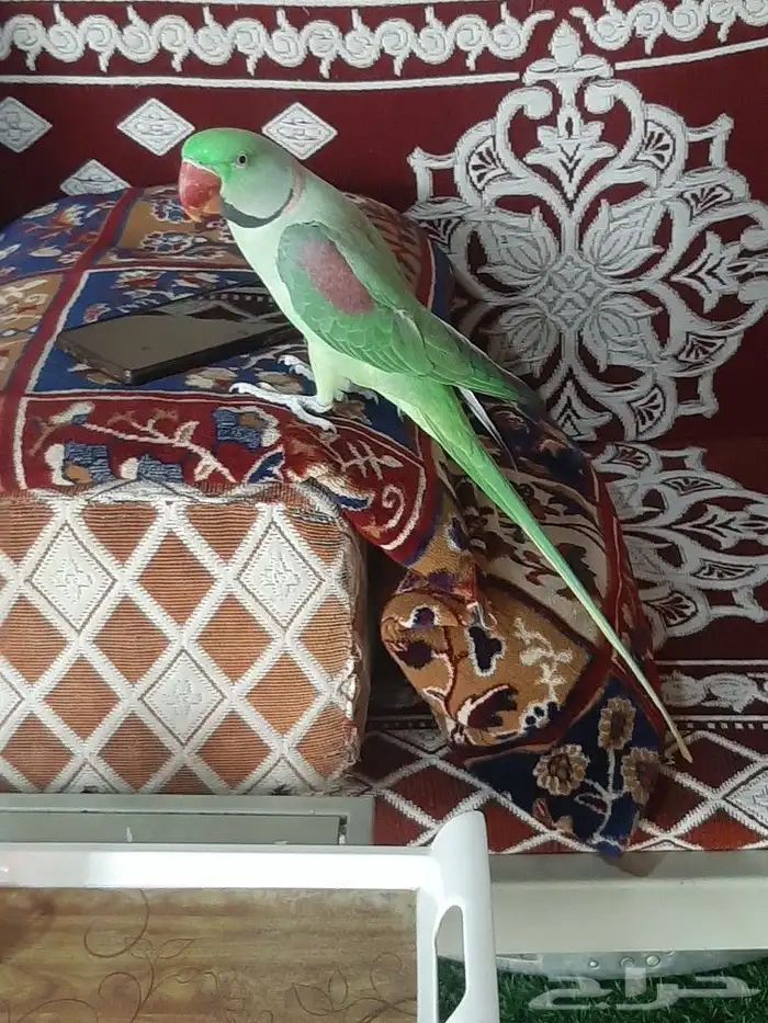 زوج دوره نيبالي 5