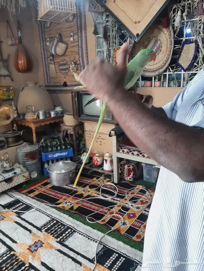 زوج دوره نيبالي 6