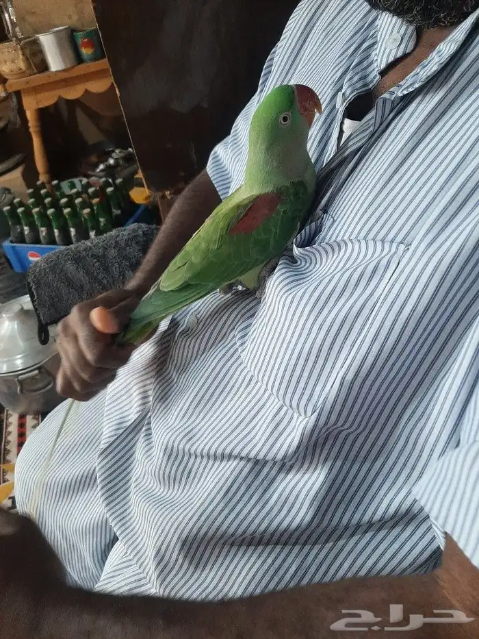 زوج دوره نيبالي 7