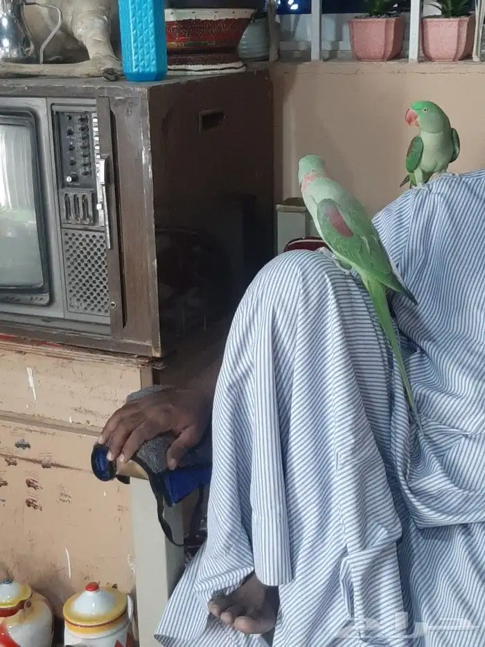 زوج دوره نيبالي 1