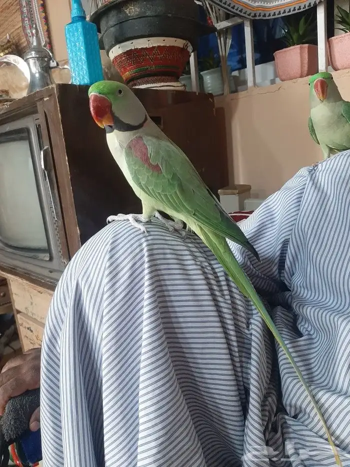 زوج دوره نيبالي 13