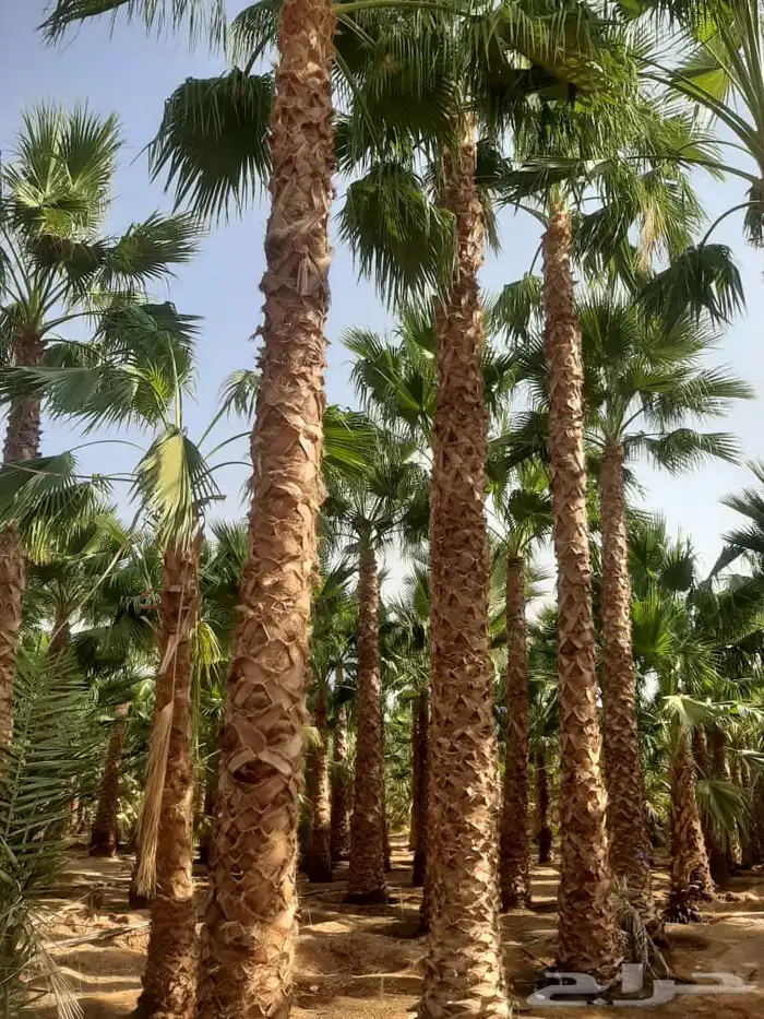 نخل واشنطن أمريكي ونخل عربي مثمر وأشجار وثيل 6