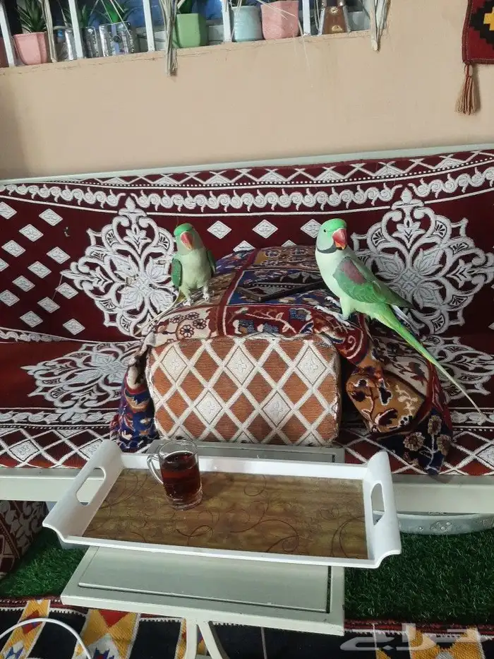 زوج دوره نيبالي 2