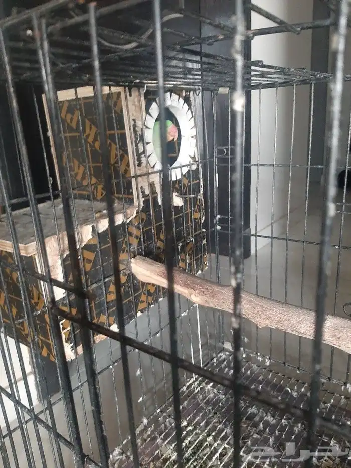 زوج دوره نيبالي 10