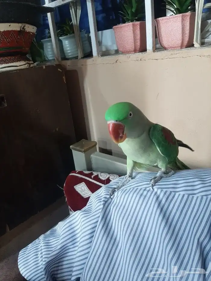 زوج دوره نيبالي 14