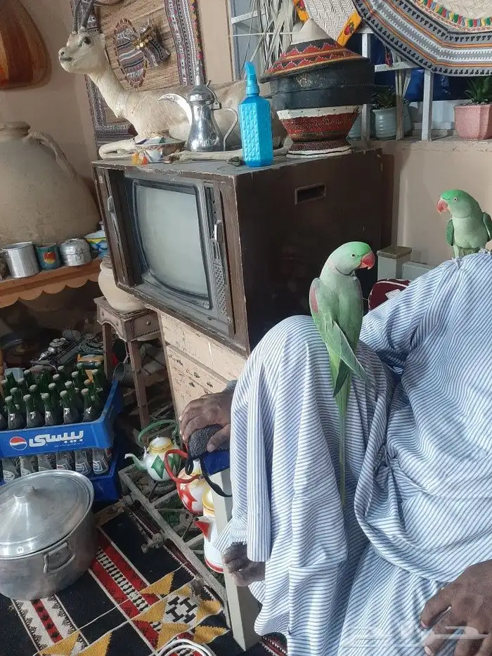 زوج دوره نيبالي 4