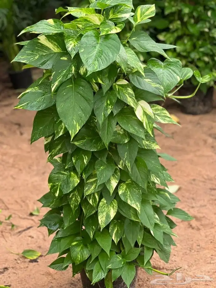 يوجد جميع انواع الاشجار والنباتات يوجد تيل طبيعي 3