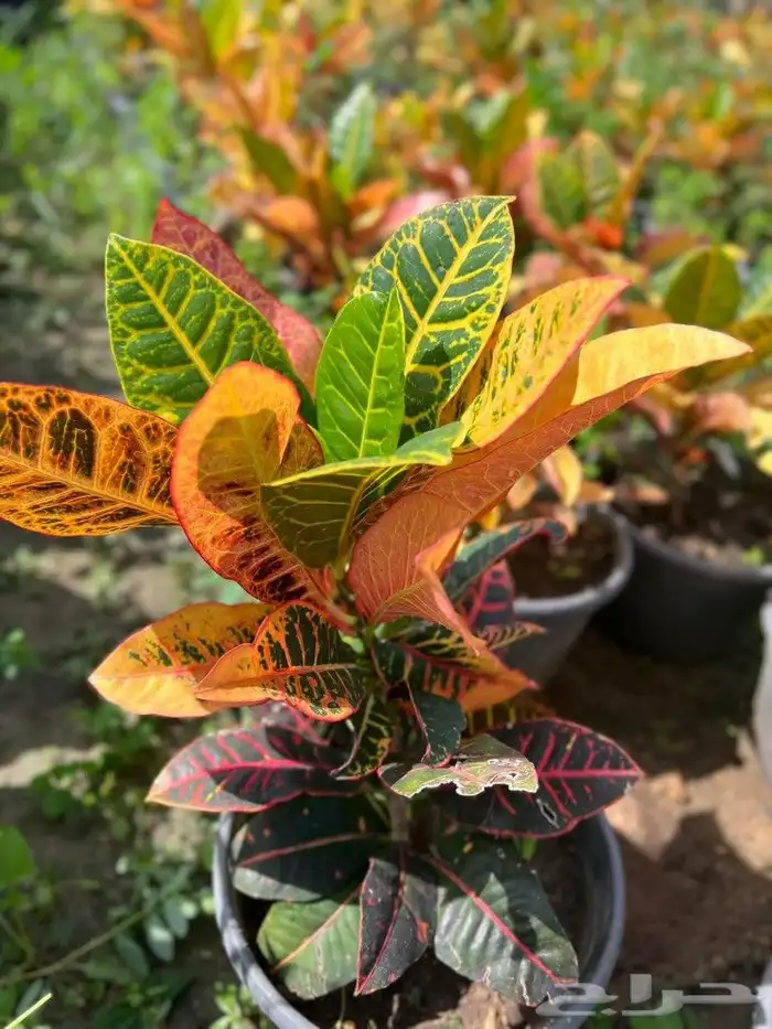 يوجد جميع انواع الاشجار والنباتات يوجد تيل طبيعي 5