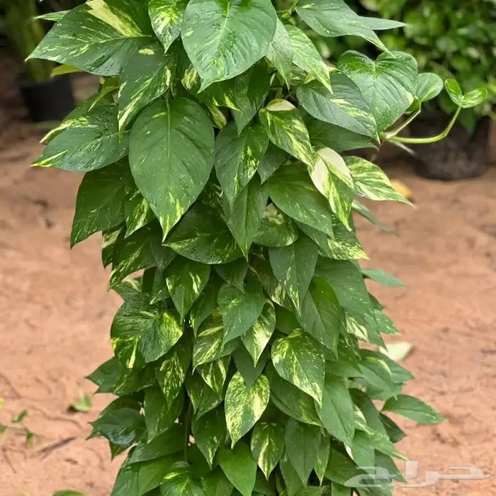 يوجد جميع انواع الاشجار والنباتات يوجد تيل طبيعي 0