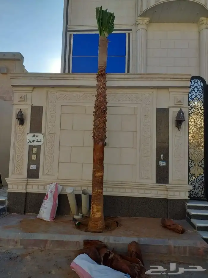 نخل واشنطني امريكي 11