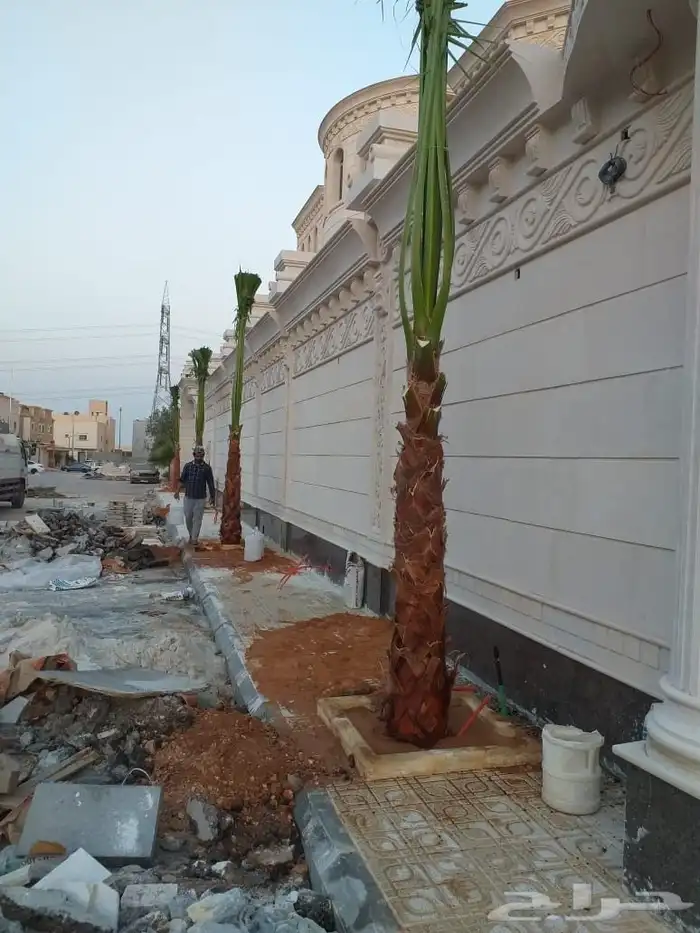 نخل واشنطني امريكي 10