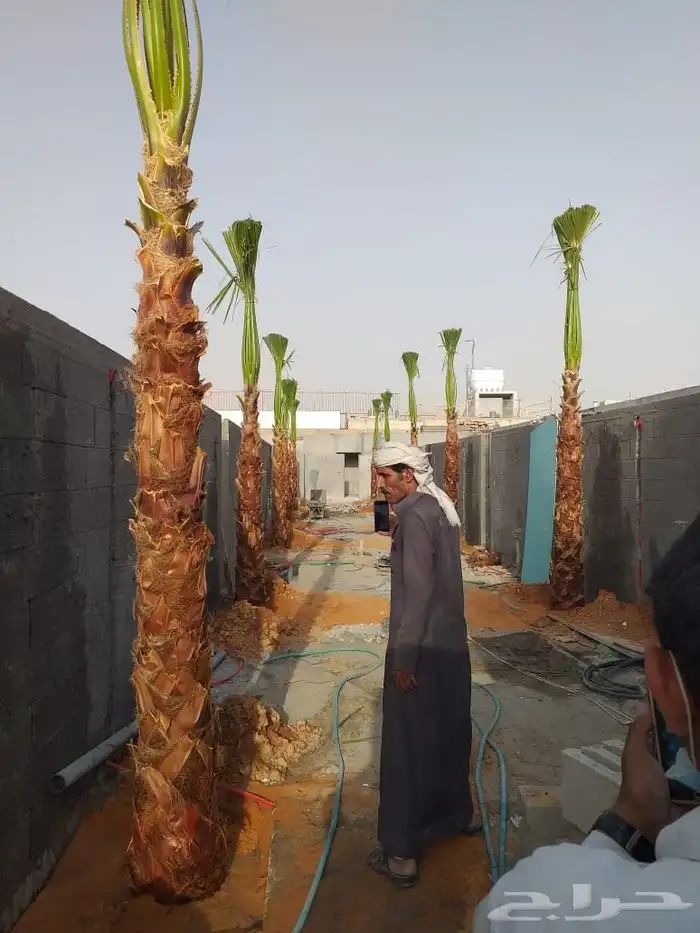 نخل واشنطني امريكي 12