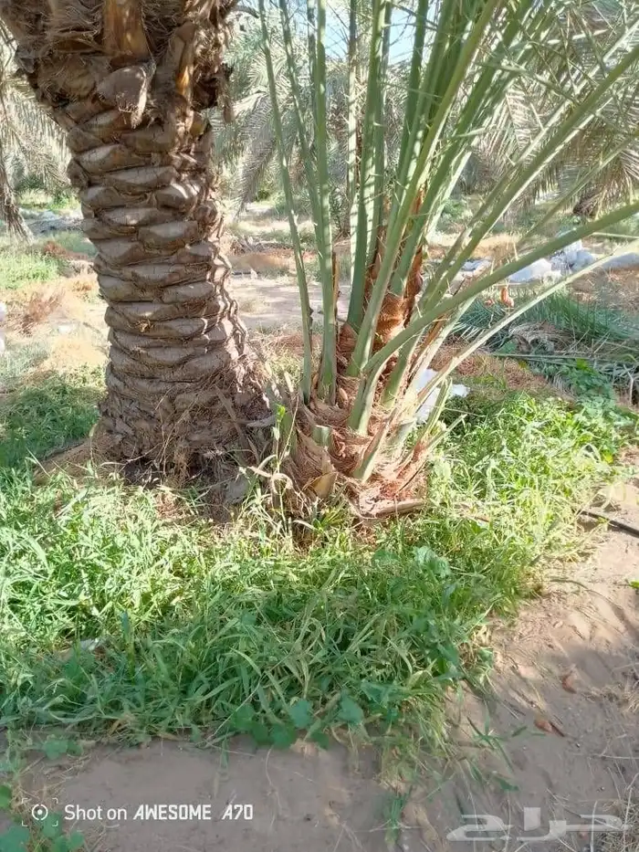 نخل للبيع الرياض المزاحميه ديراب المشاعله نساح ضرما الجله جو 11