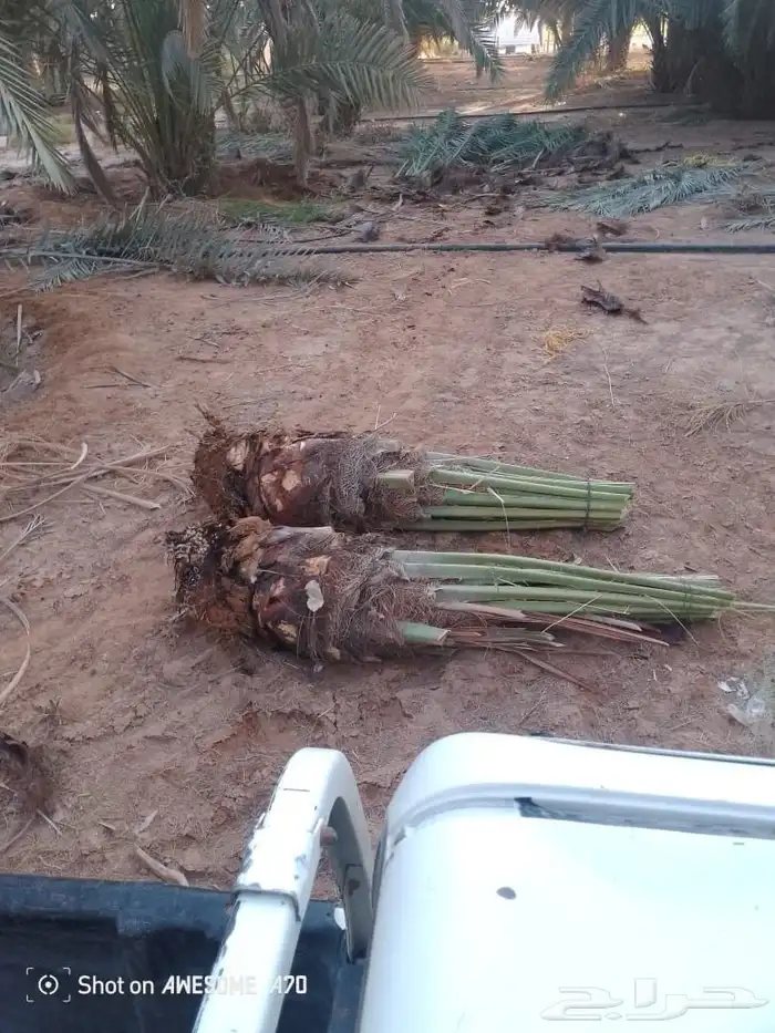 نخل للبيع الرياض المزاحميه ديراب المشاعله نساح ضرما الجله جو 2