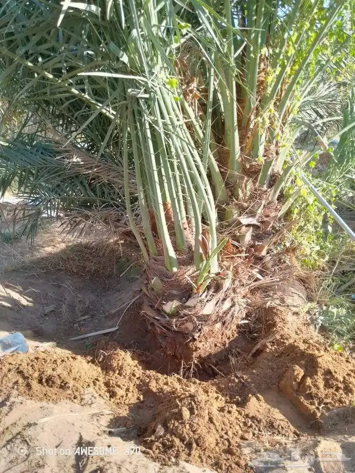 نخل للبيع الرياض المزاحميه ديراب المشاعله نساح ضرما الجله جو 9