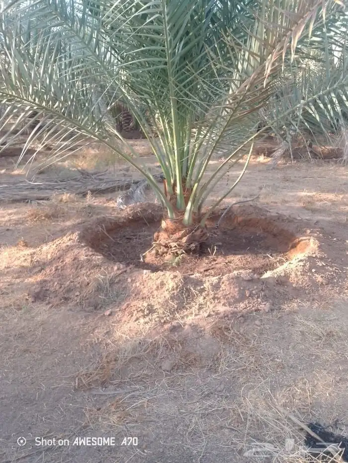 نخل للبيع الرياض المزاحميه ديراب المشاعله نساح ضرما الجله جو 10