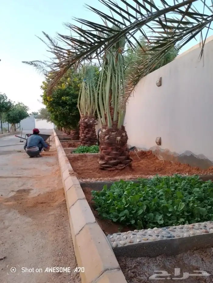 نخل للبيع الرياض المزاحميه ديراب المشاعله نساح ضرما الجله جو 7