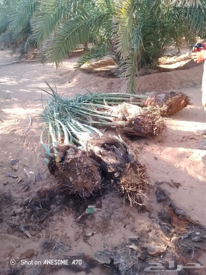 نخل للبيع الرياض المزاحميه ديراب المشاعله نساح ضرما الجله جو 13