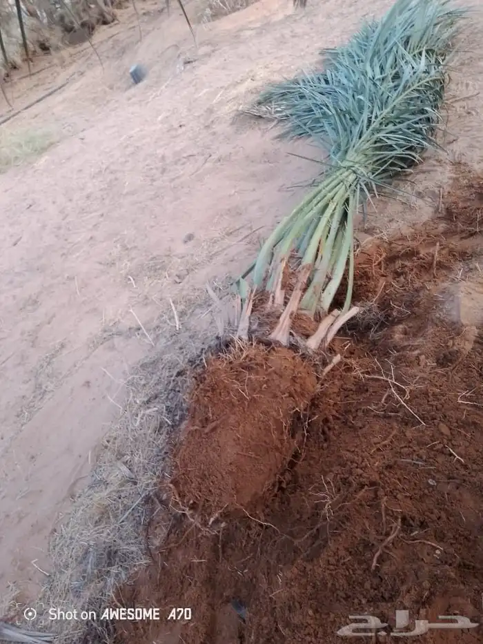 نخل للبيع الرياض المزاحميه ديراب المشاعله نساح ضرما الجله جو 0