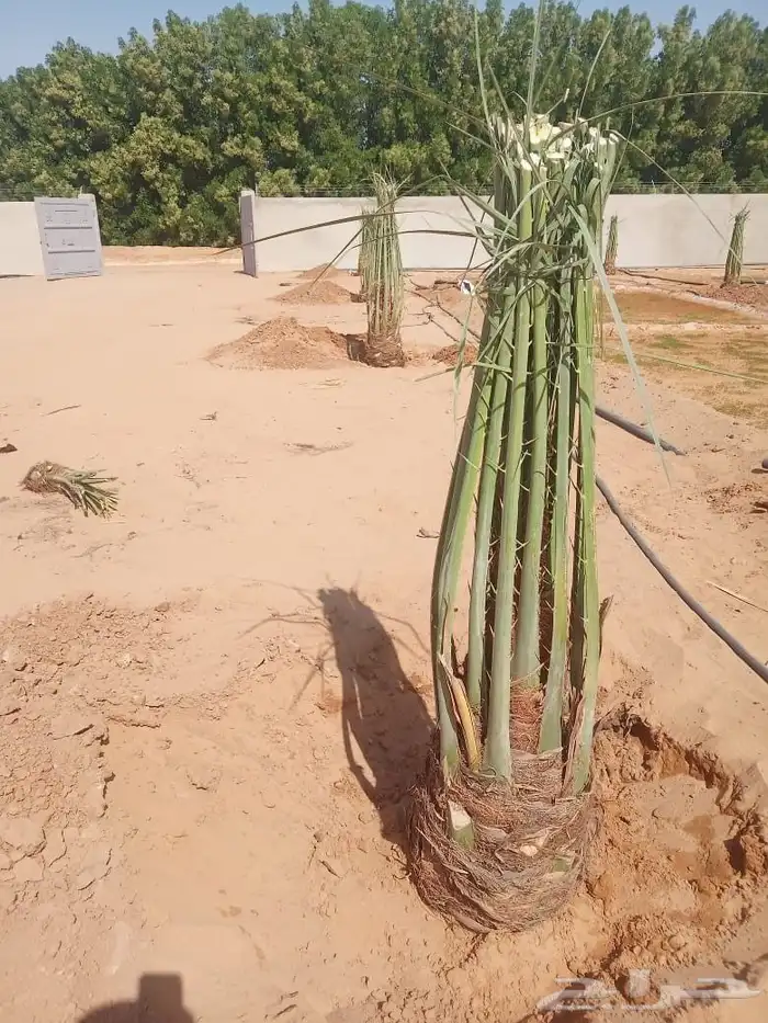 نخل للبيع الرياض المزاحميه ديراب المشاعله نساح ضرما الجله جو 8