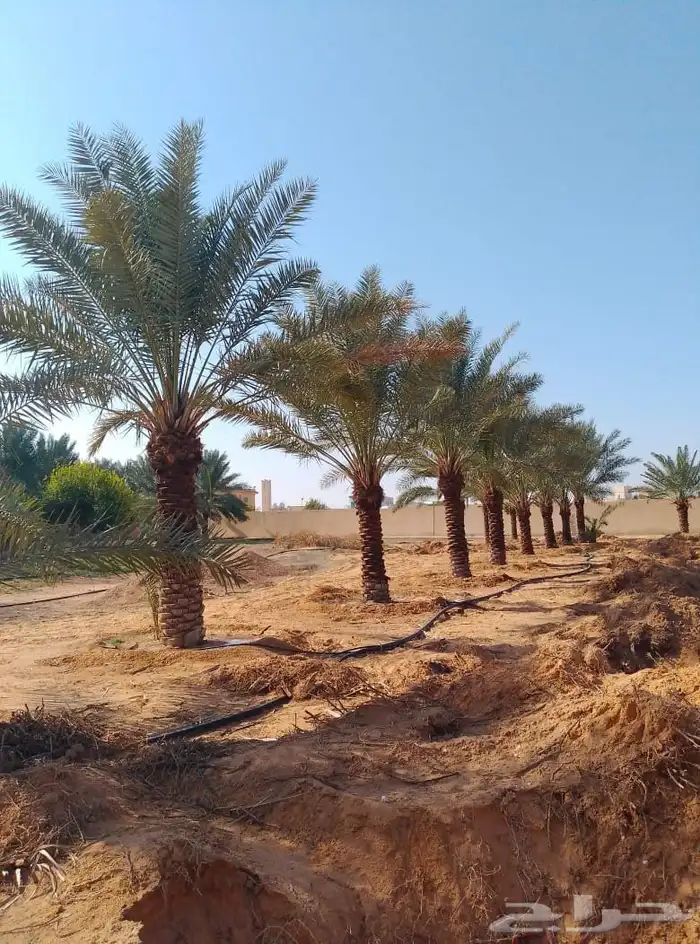 نخل خلاص فاخر للبيع 3