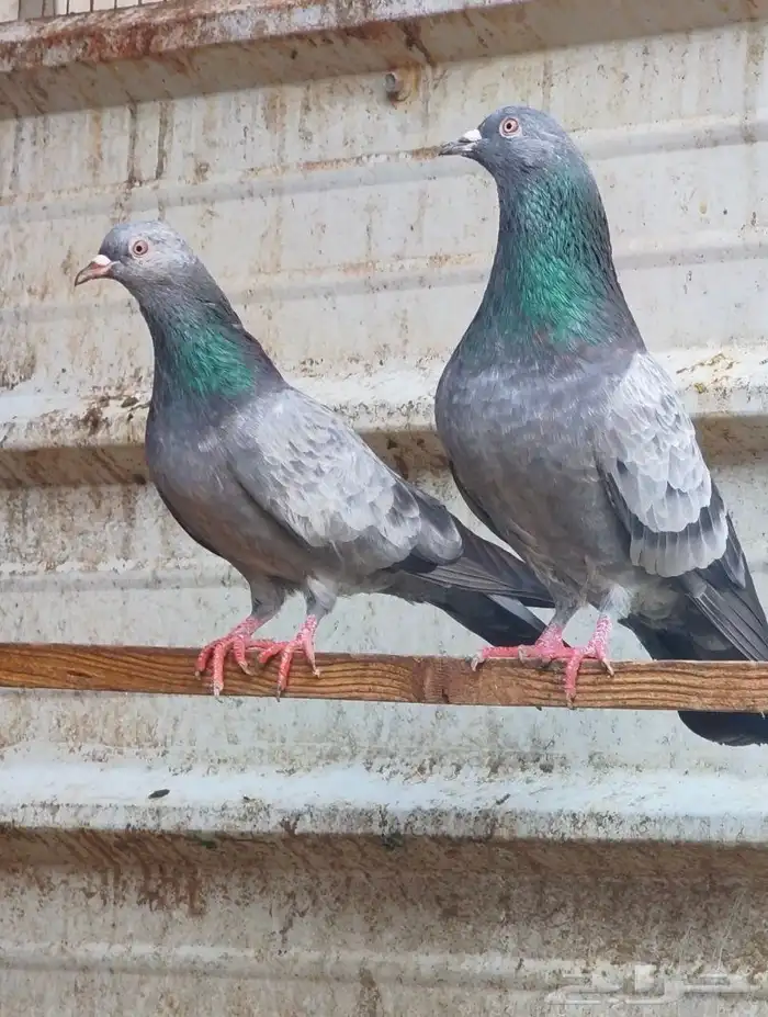 تم البيع . العرض الثالث 6 ازواج كواسير منتجة - حمام باكستاني 0