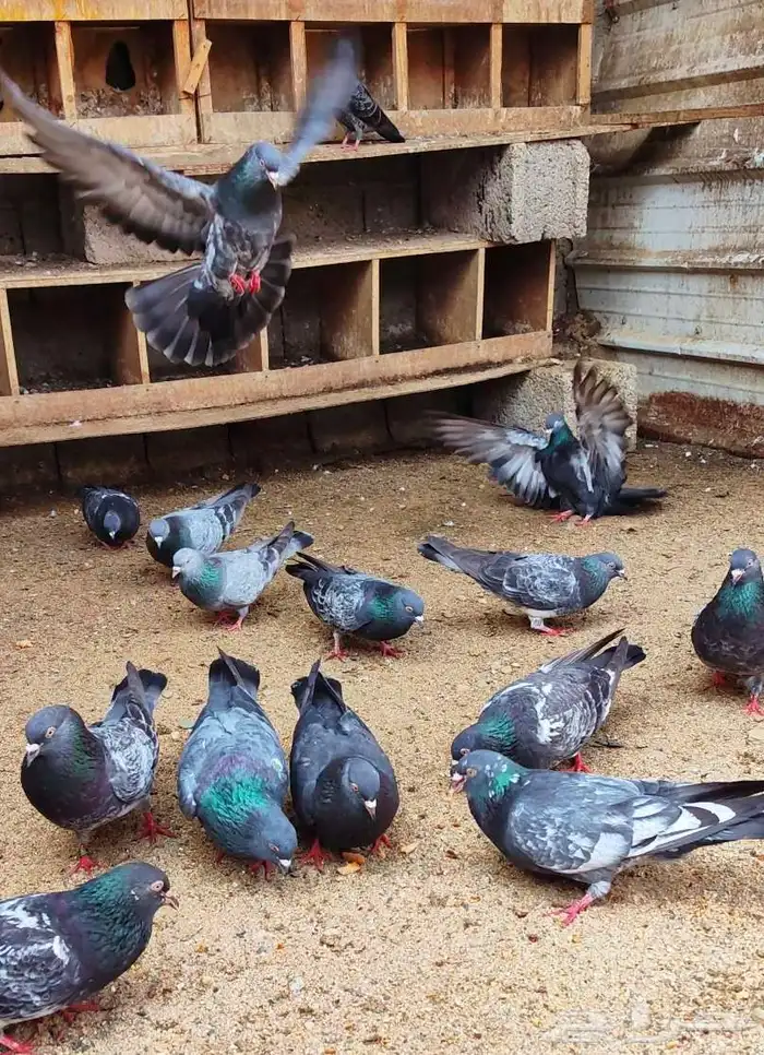 تم البيع . العرض الثالث 6 ازواج كواسير منتجة - حمام باكستاني 4