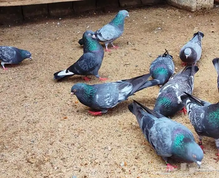 تم البيع . العرض الثالث 6 ازواج كواسير منتجة - حمام باكستاني 1